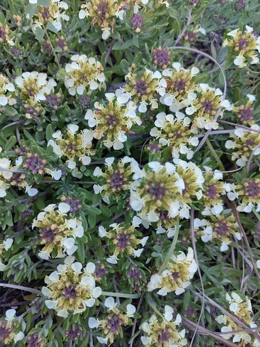 Mountain Germander