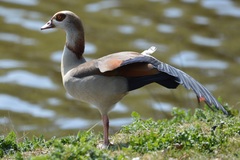 Alopochen aegyptiaca