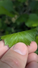 Crataegus chrysocarpa, photograph author not stated, no rights reserved