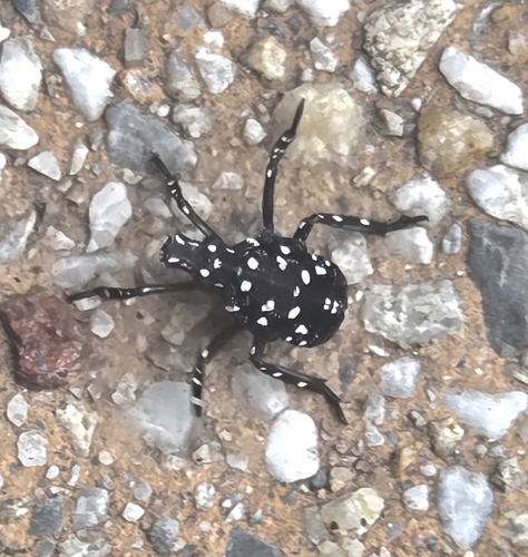 Spotted Lanternfly