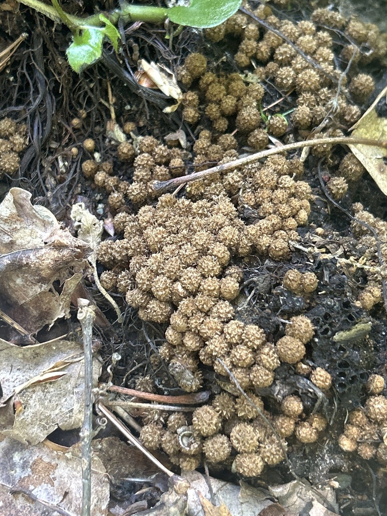dung-loving bird's nest fungus · June 2026 · photo: Photo: no rights reserved · iNaturalist