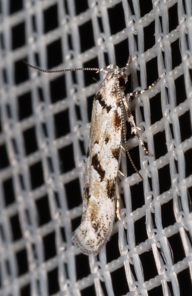 Stenolechiodes