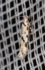 Stenolechiodes pseudogemmellus