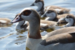 Alopochen aegyptiaca