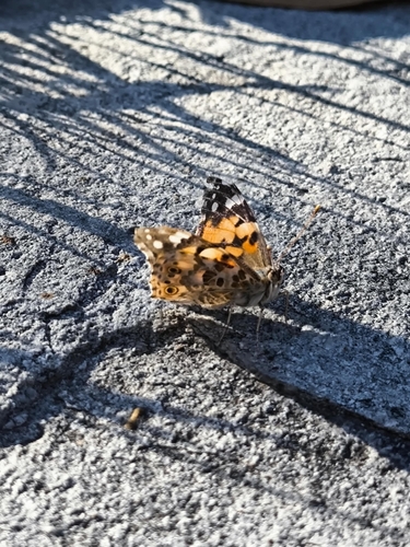 Painted Lady