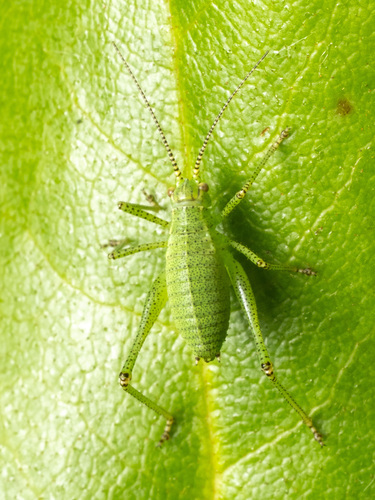Speckled Bush-cricket