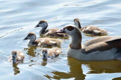 Alopochen aegyptiaca