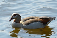 Alopochen aegyptiaca