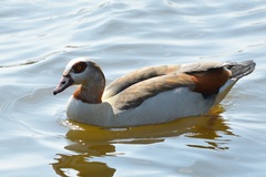 Alopochen aegyptiaca