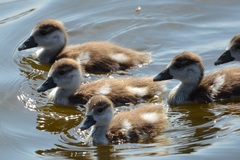 Alopochen aegyptiaca