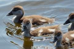 Alopochen aegyptiaca