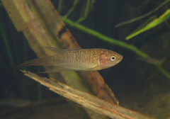 Hong Kong Paradise Fish photo 5