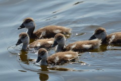 Alopochen aegyptiaca