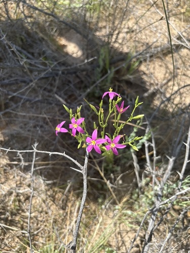 Arizona Centaury