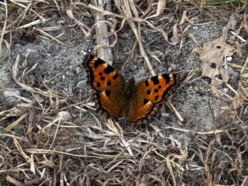 Large Tortoiseshell