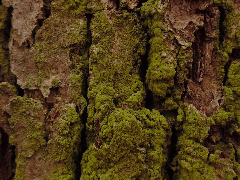 ropalospora lichen family