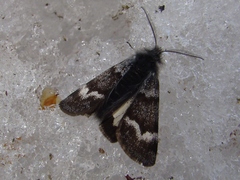 Leucobrephos brephoides