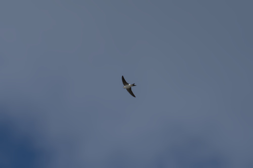 Western House Martin
