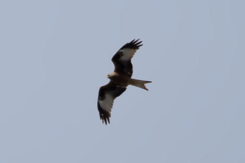 Red Kite