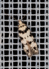 Pseudotelphusa scalella