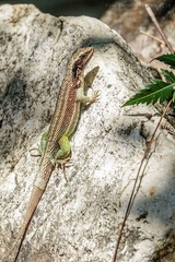 Leiocephalus personatus