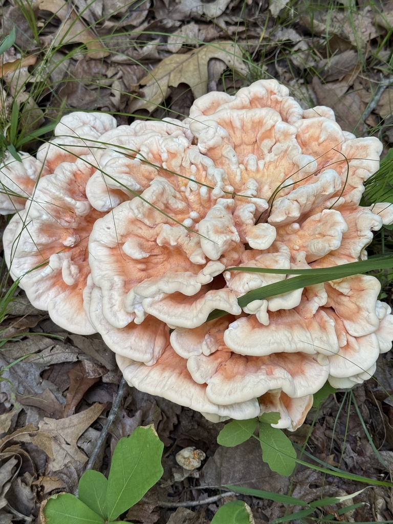 White-pored Chicken of the Woods · June 2026 · photo: Photo: (c) carbenoid, some rights reserved (CC BY) · iNaturalist
