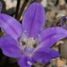 Brodiaea terrestris kernensis - Photo (c) NatureShutterbug,  זכויות יוצרים חלקיות (CC BY)