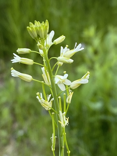 Tower Mustard