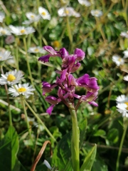 Anacamptis morio morio