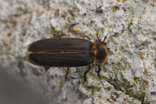 European Glow-worm