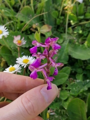 Anacamptis morio morio