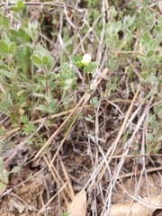 Acmispon parviflorus