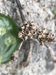 Callirhytis serricornis