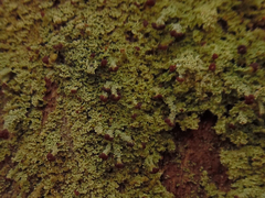 Cladonia parasitica