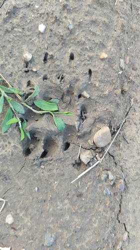 European Badger
