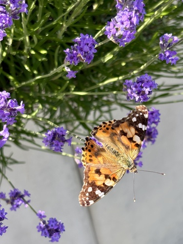 Painted Lady
