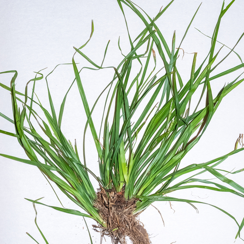 Carex abscondita, 2026-06-07