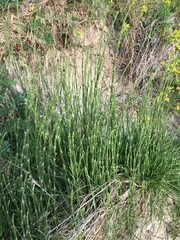 Equisetum ramosissimum ramosissimum