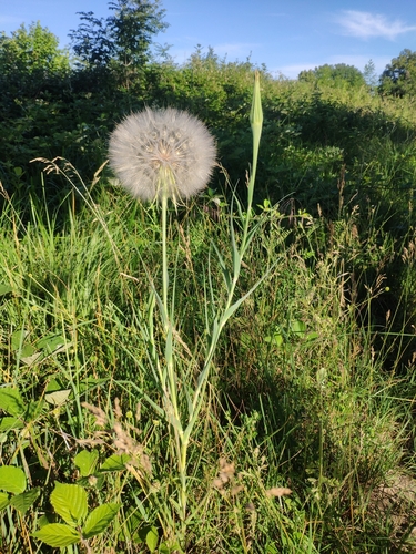 Yellow Salsify