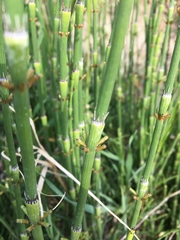Equisetum ramosissimum ramosissimum
