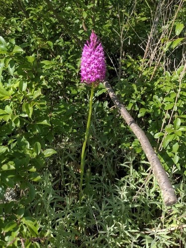 pyramidal orchid