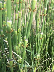 Equisetum ramosissimum ramosissimum