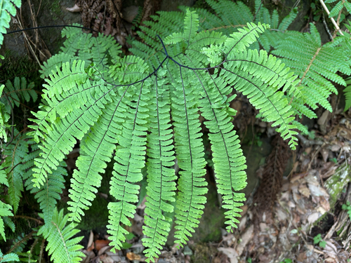 northern maidenhair fern