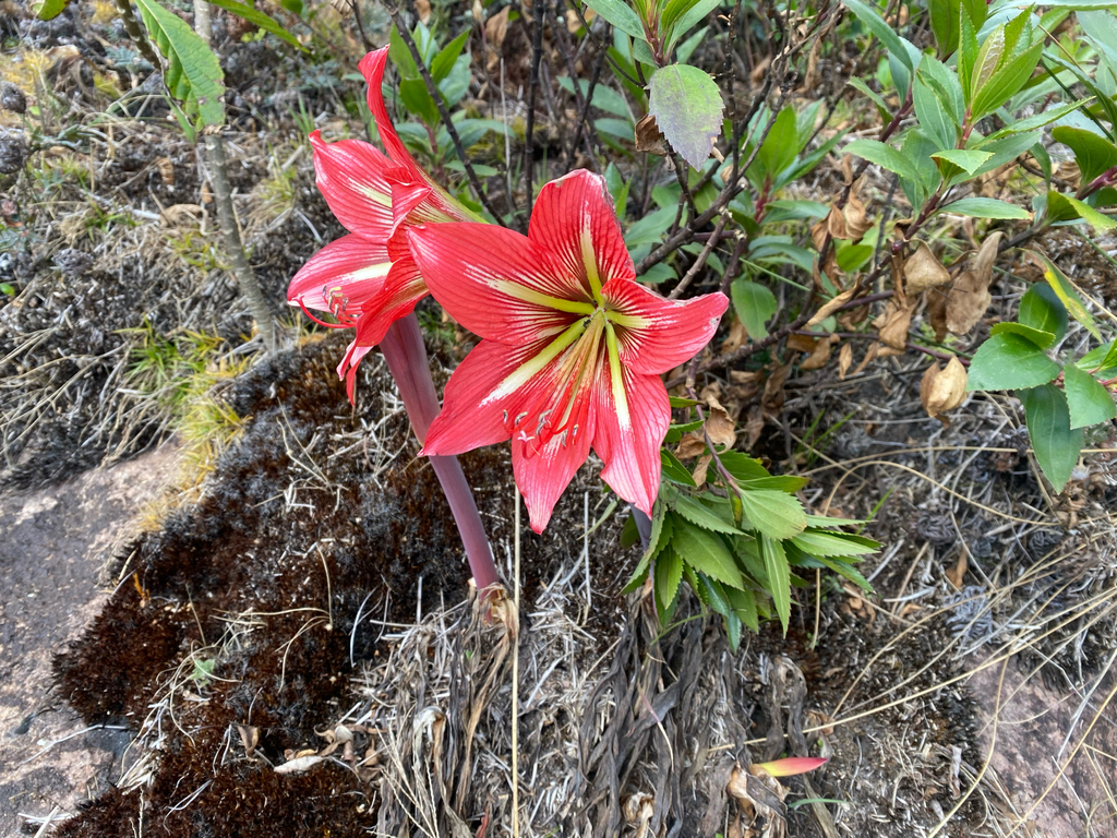 Hippeastrum morelianum; photograph (c) topeuna, some rights reserved (CC BY)