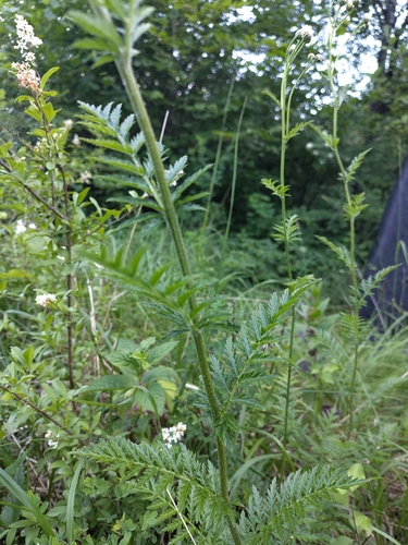Scentless Feverfew