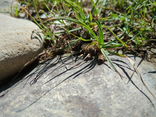 iNaturalist observation photo of Western Honey Bee