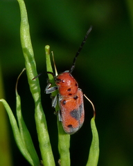 Tetraopes melanurus