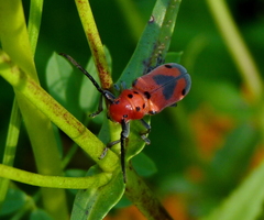 Tetraopes melanurus