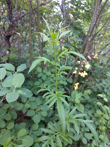 Saw-wort