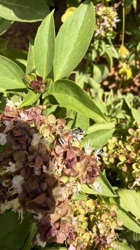 Red Dwarf Honey Bee